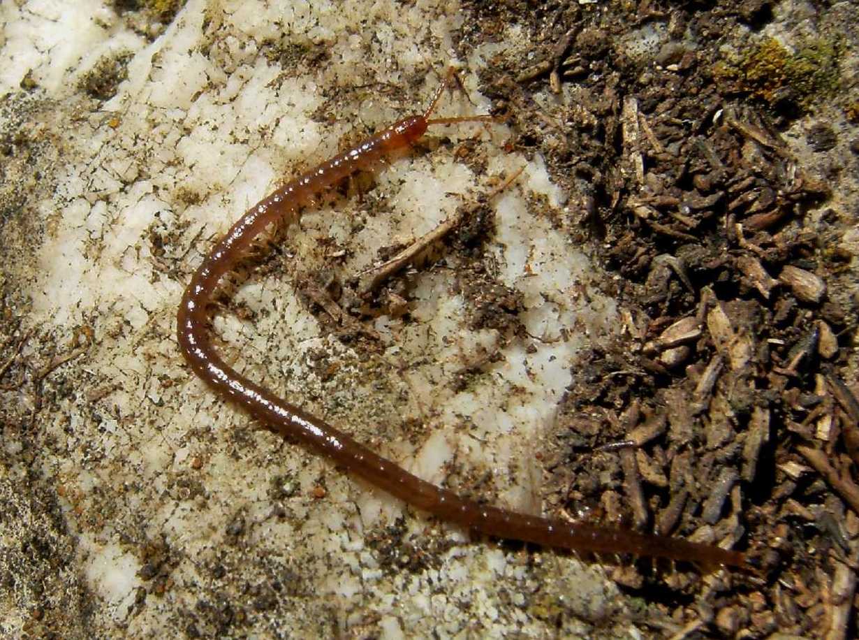 Geophilomorpho 